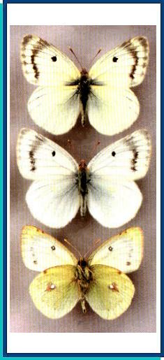 Colias sieversi 