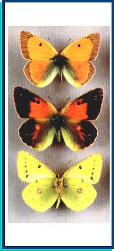 Colias thisoa 