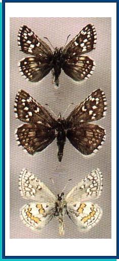  Pyrgus sidae (Esper, [1784]) 