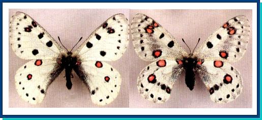 Parnassius apollonius