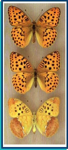 Argynnis laodice (Pallas, 1771) 