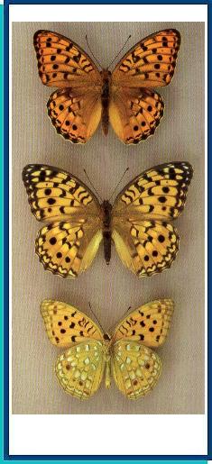  Argynnis nerippe Felder et Felder, 1862 