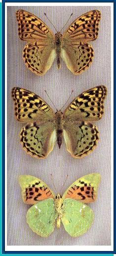  Argynnis pandora ([Denis et Schiffermuller], 1775) 