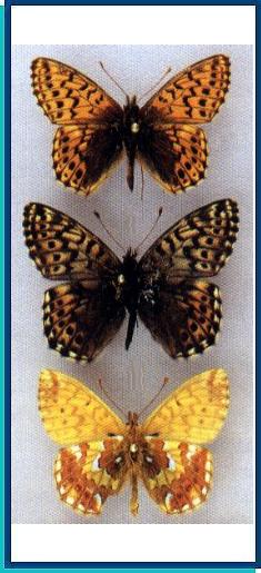  Boloria alaskensis (Holland. 1900) 