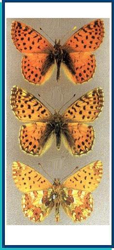  Boloria caucasica (Lederer, 1852) 