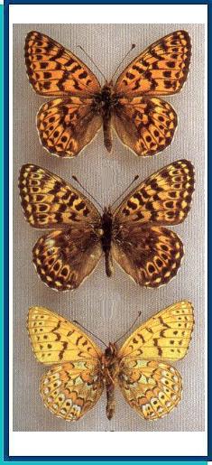  Clossiana distincta (Gibson, 1920) 