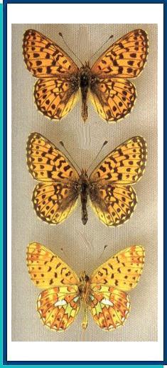  Clossiana euphrosyne (Linnaeus, 1758) 