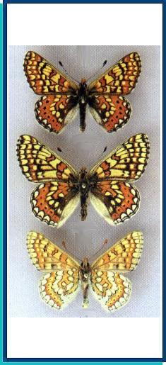  Euphydryas (aurinia) orientalis (Herrich-Schaffer, [1851]) 