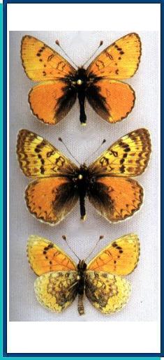  Melitaea ambrisia Higgins, 1935 