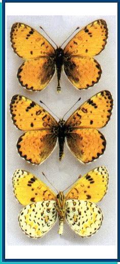  Melitaea athene Staudinger, 1881 