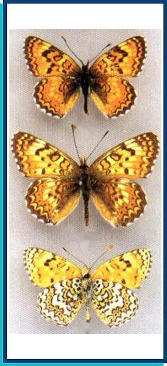  Melitaea avinovi Sheljuzhko, 1914 