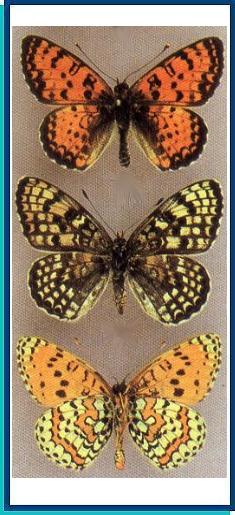  Melitaea (didyma) latonigena Eversmann, 1847 