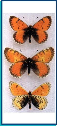  Melitaea lunulata Staudinger, 1901 