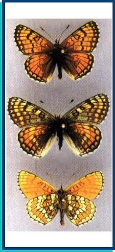  Melitaea solona Alpheraky, 1881 