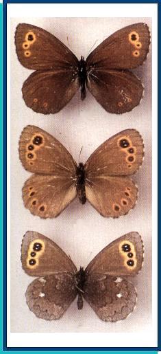   Erebia embla   (Thunberg, 1791)     