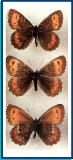   Erebia euryale   (Esper, [1805])     