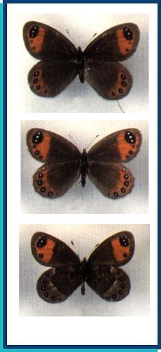    Erebia hewitsoni   Lederer, 1864    