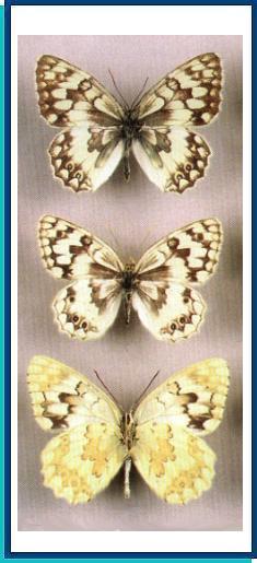   Melanargia hylata   (Menetries, 1832)     