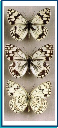   Melanargia parce  Staudinger, 1882     